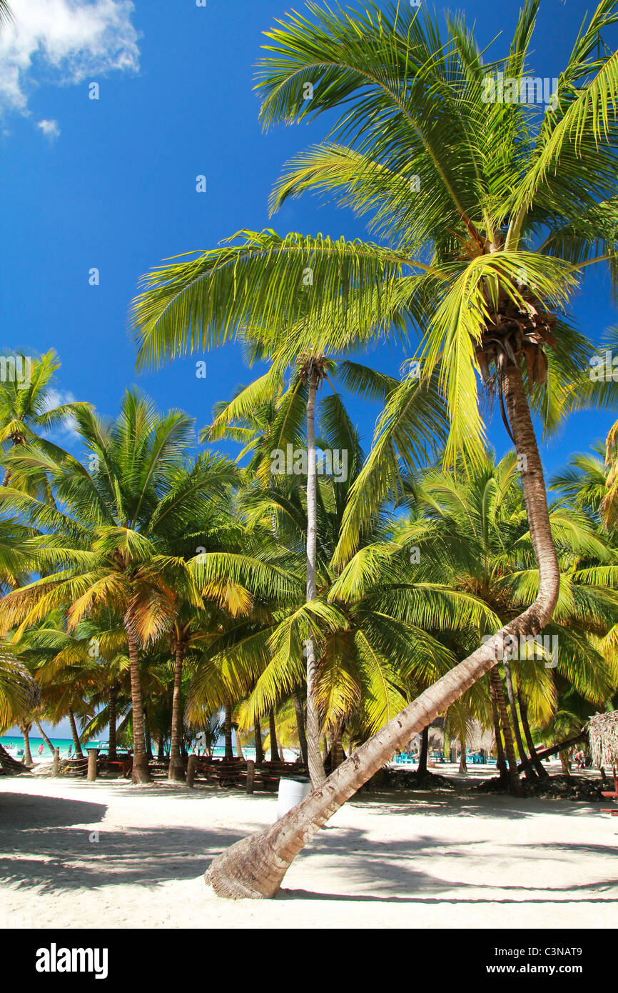Palms on tropical beach, caribbean Banque D'Images