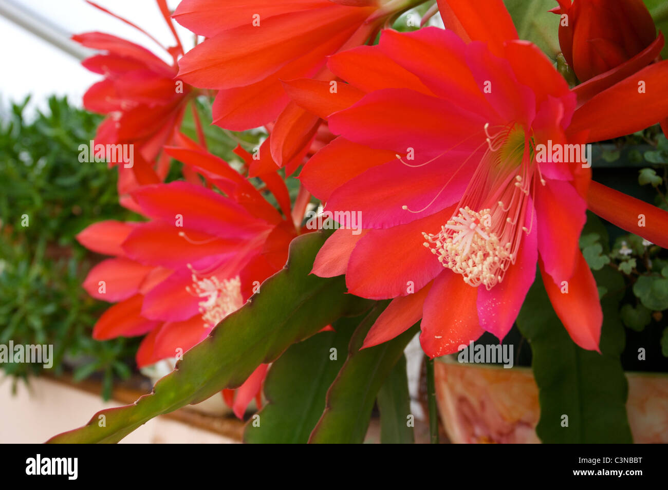 Epiphyllum légèrement Sassy' fleurs cactus rouge dans la véranda Banque D'Images