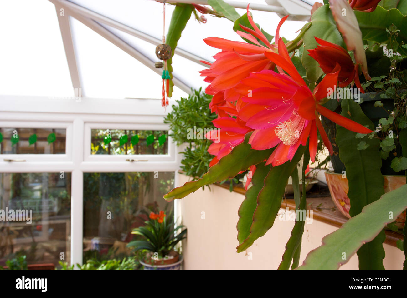 Epiphyllum légèrement Sassy' fleurs cactus rouge dans la véranda Banque D'Images