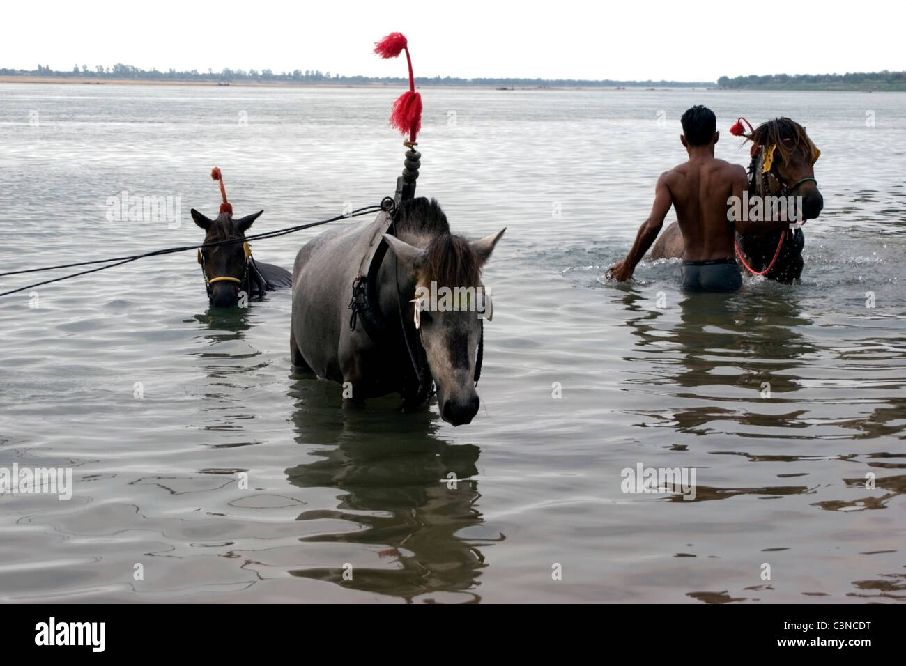 Un homme et trois chevaux sont eux-mêmes rafraîchissante dans le Mékong à Kratie, au Cambodge. Banque D'Images