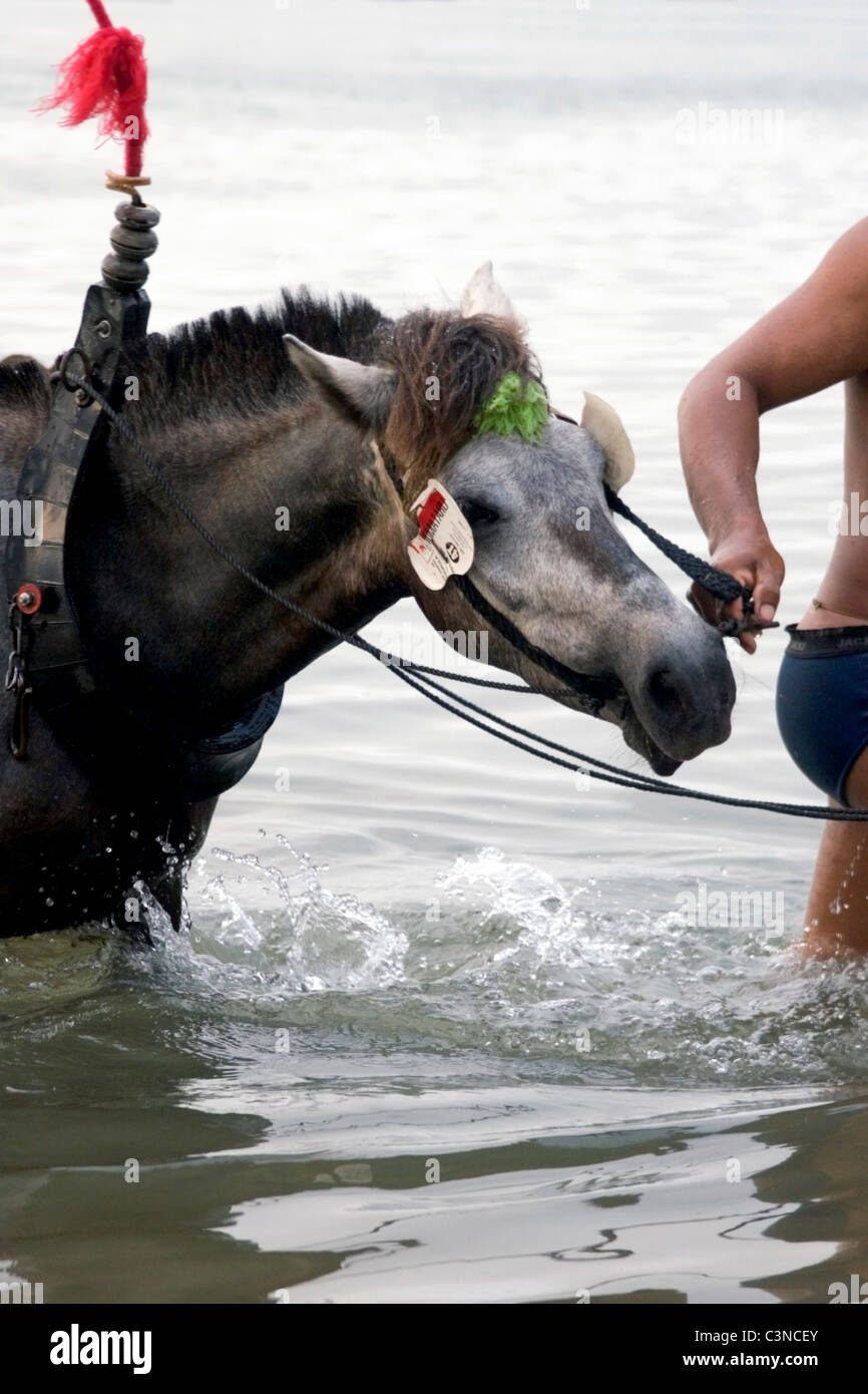 Un homme est responsable de son cheval à terre après un bain dans le Mékong à Kratie, au Cambodge. Banque D'Images