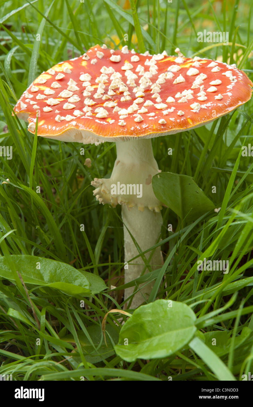 Agaric Fly toadstools en croissant à forestiers Wakehurst Place, près de Ardingly, Sussex Banque D'Images