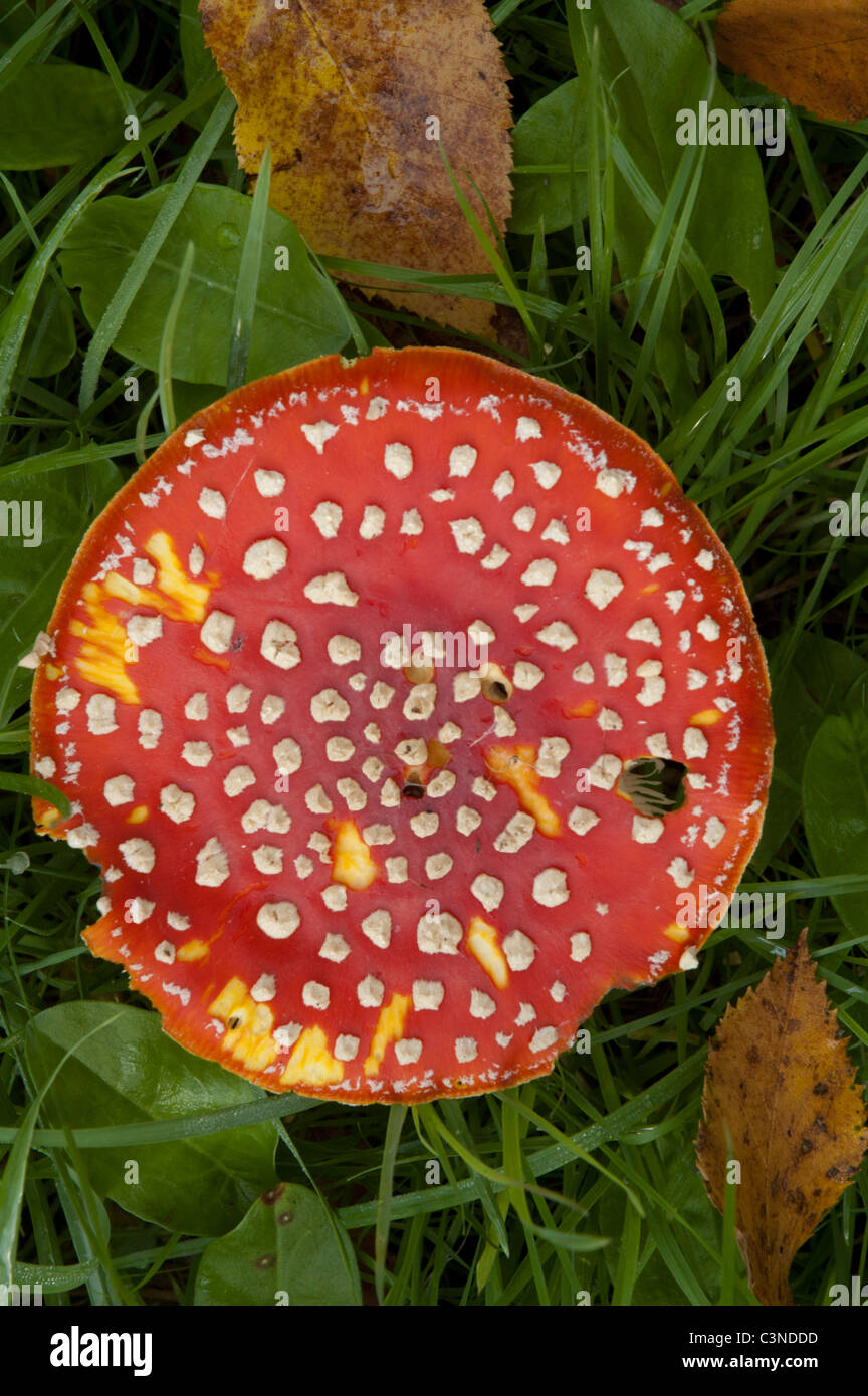 Agaric Fly toadstools en croissant à forestiers Wakehurst Place, près de Ardingly, Sussex Banque D'Images