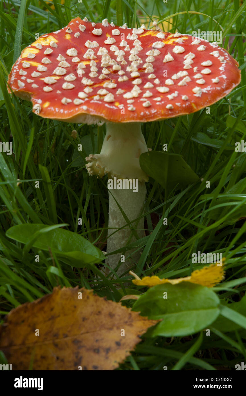Agaric Fly toadstools en croissant à forestiers Wakehurst Place, près de Ardingly, Sussex Banque D'Images