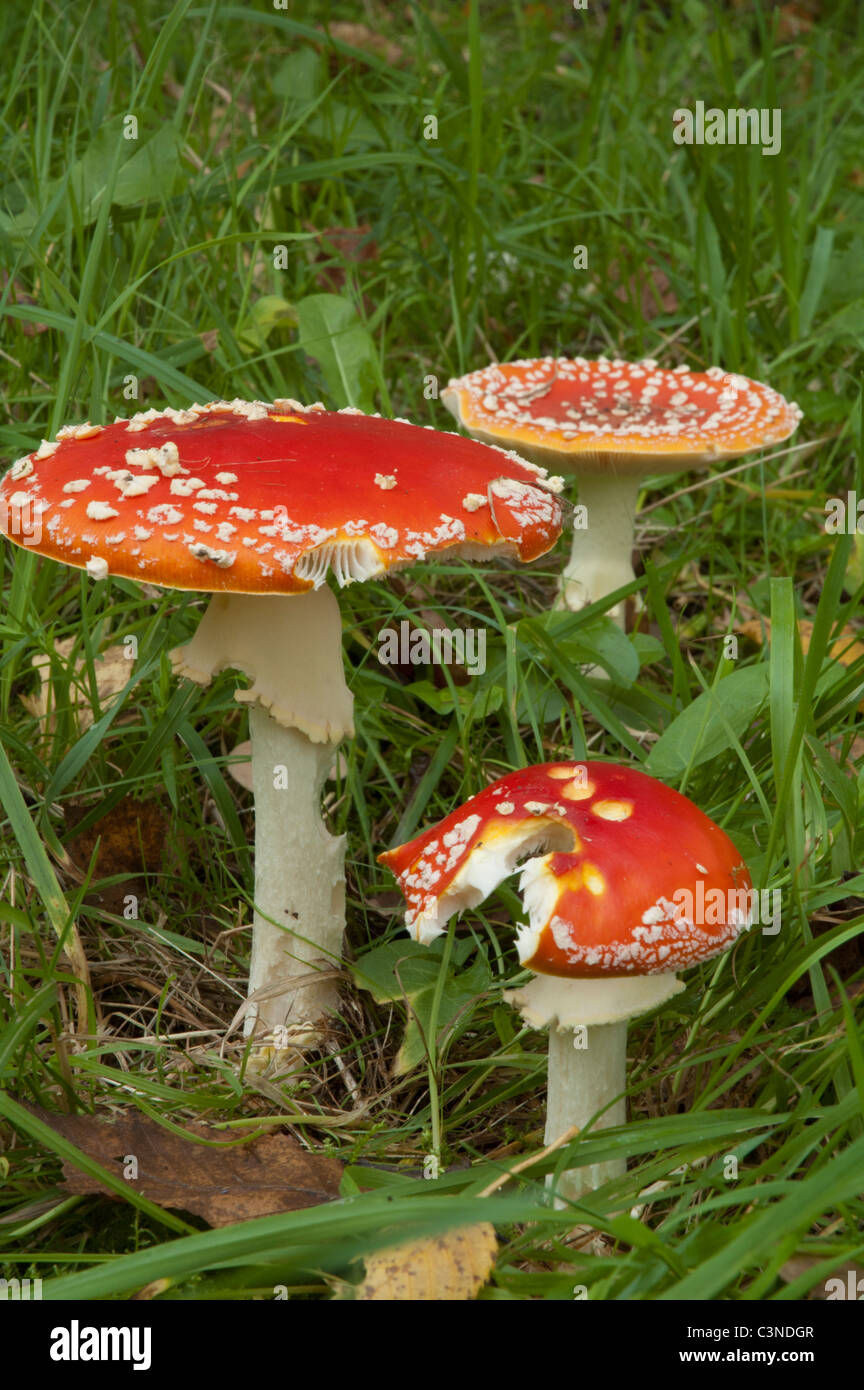 Agaric Fly toadstools en croissant à forestiers Wakehurst Place, près de Ardingly, Sussex Banque D'Images