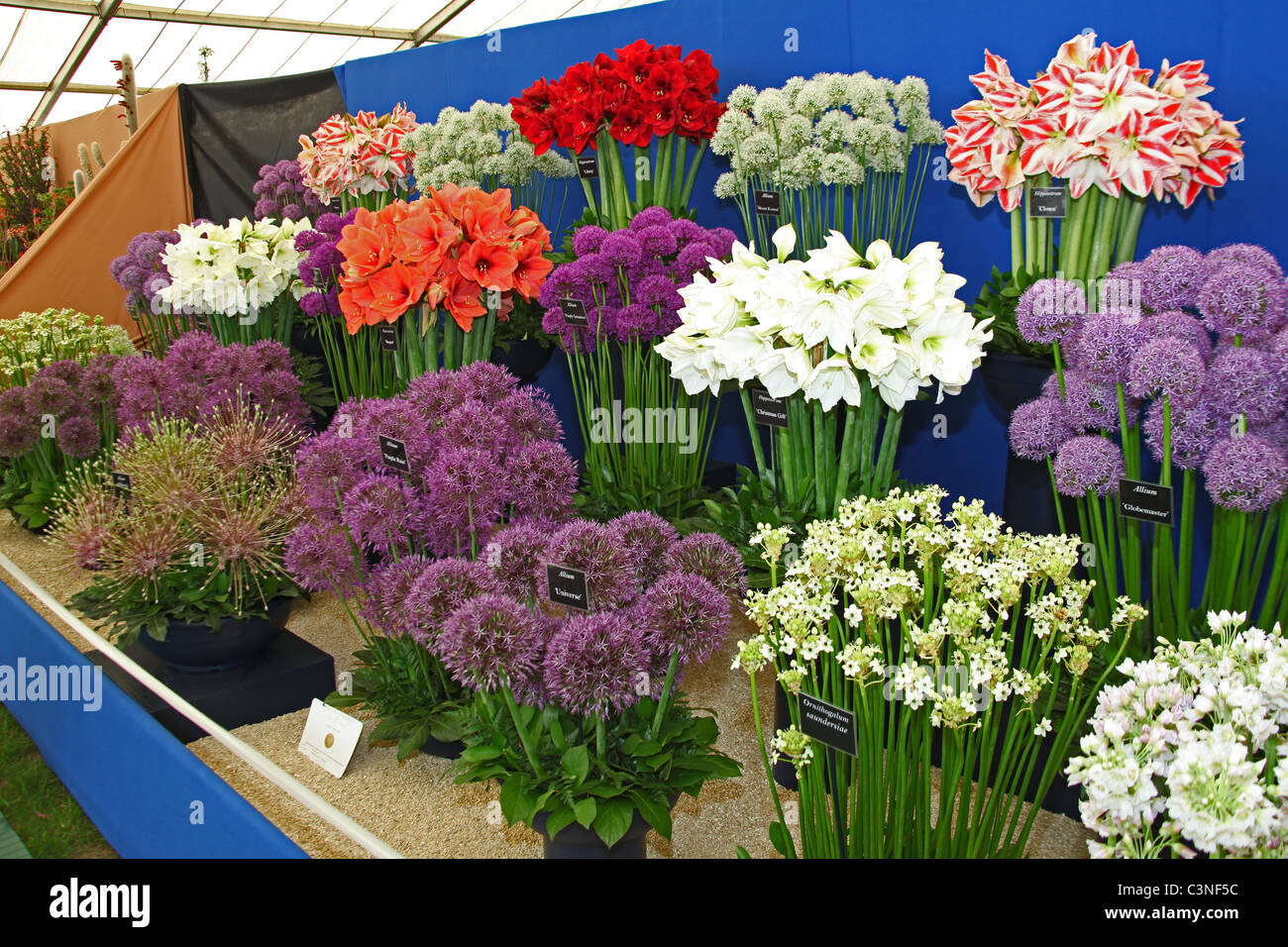 Une médaille d'allium gagnante et lily s'affichent dans le Chapiteau au Floral RHS Spring Show, Malvern, England, UK Banque D'Images