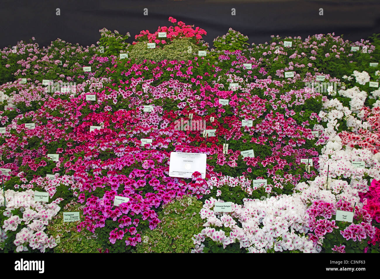 Une médaille d'or aux couleurs vives pelargonium gagnante s'affichent dans le Chapiteau au florale RHS Spring Show, Malvern, England, UK Banque D'Images