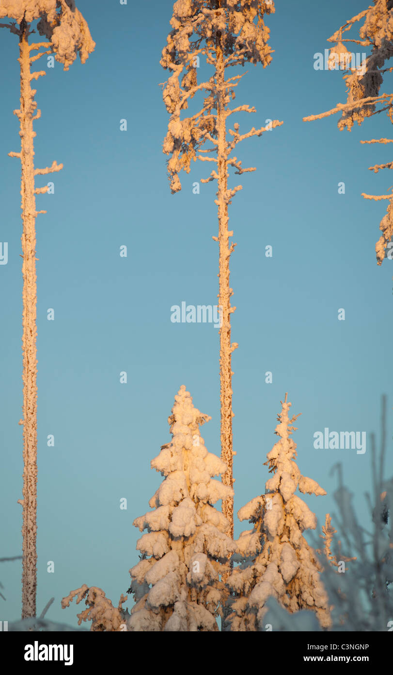 PIN recouvert de neige ( pinus sylvestris ) arbres et arbres d'épinette ( picea abies ) dans la forêt de taïga en hiver , Finlande Banque D'Images