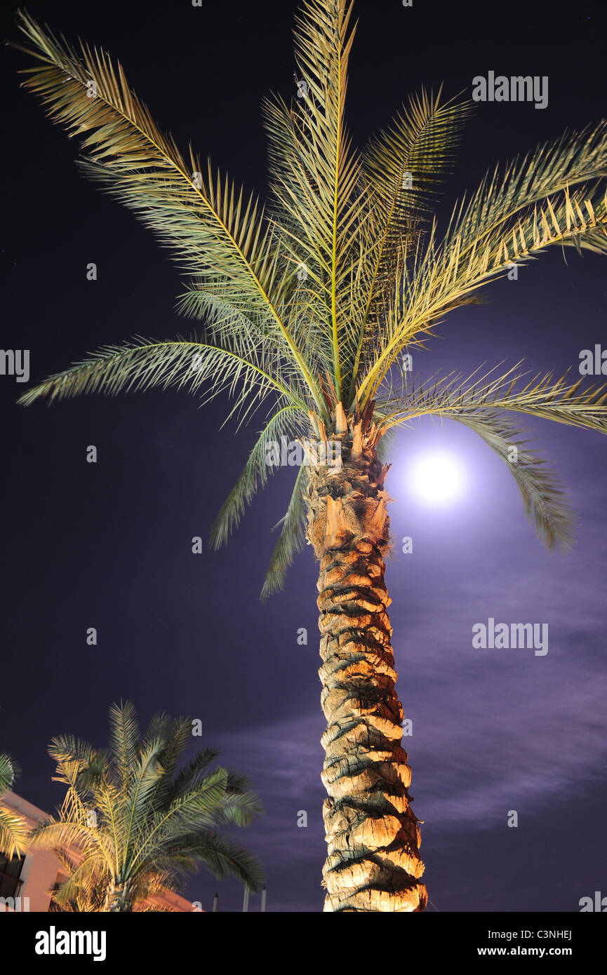 Afrique Moyen-Orient Egypte Luxor date palmiers le long du Nil la nuit Banque D'Images