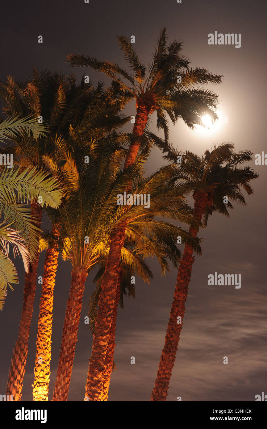 Afrique Moyen-Orient Egypte Luxor date palmiers le long du Nil la nuit Banque D'Images