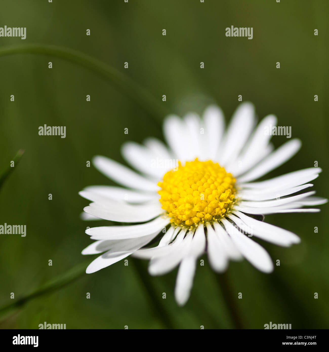 Fleur blanche Banque D'Images