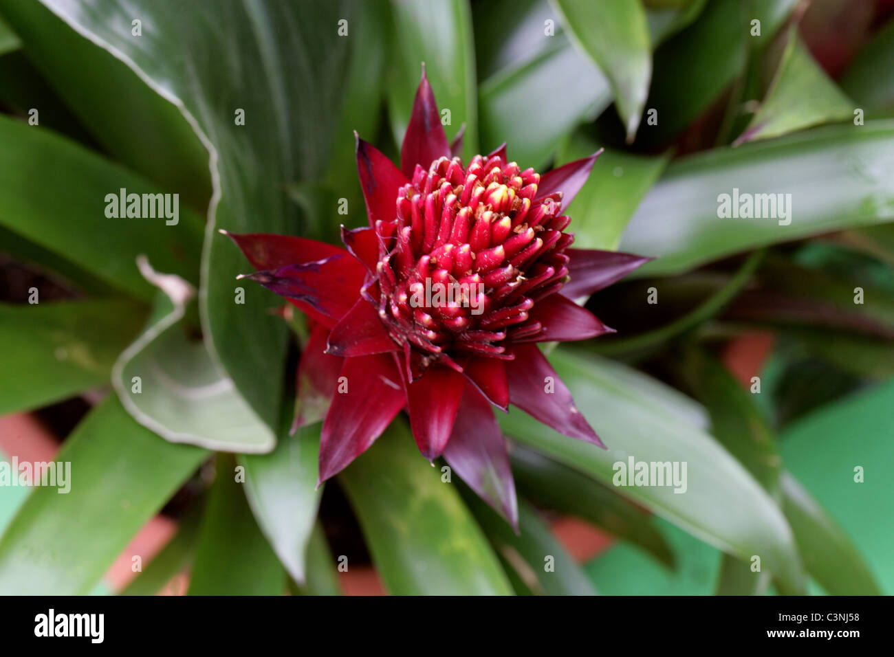 Le Bromélia rouge, Bromeliaceae. Banque D'Images