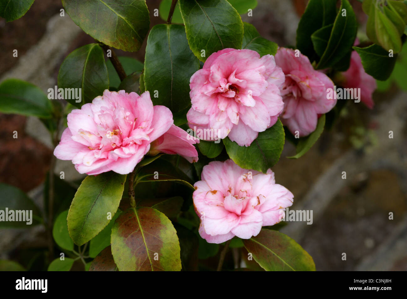 Camellia Camellia, maliflora, Theaceae. Banque D'Images