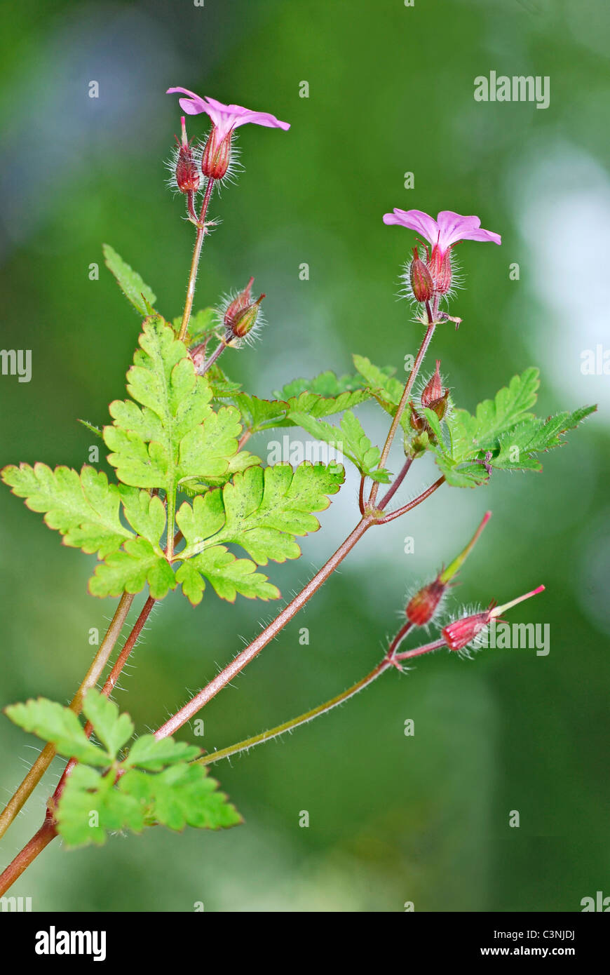 Gros plan du géranium robertianum rose sur fond vert Banque D'Images