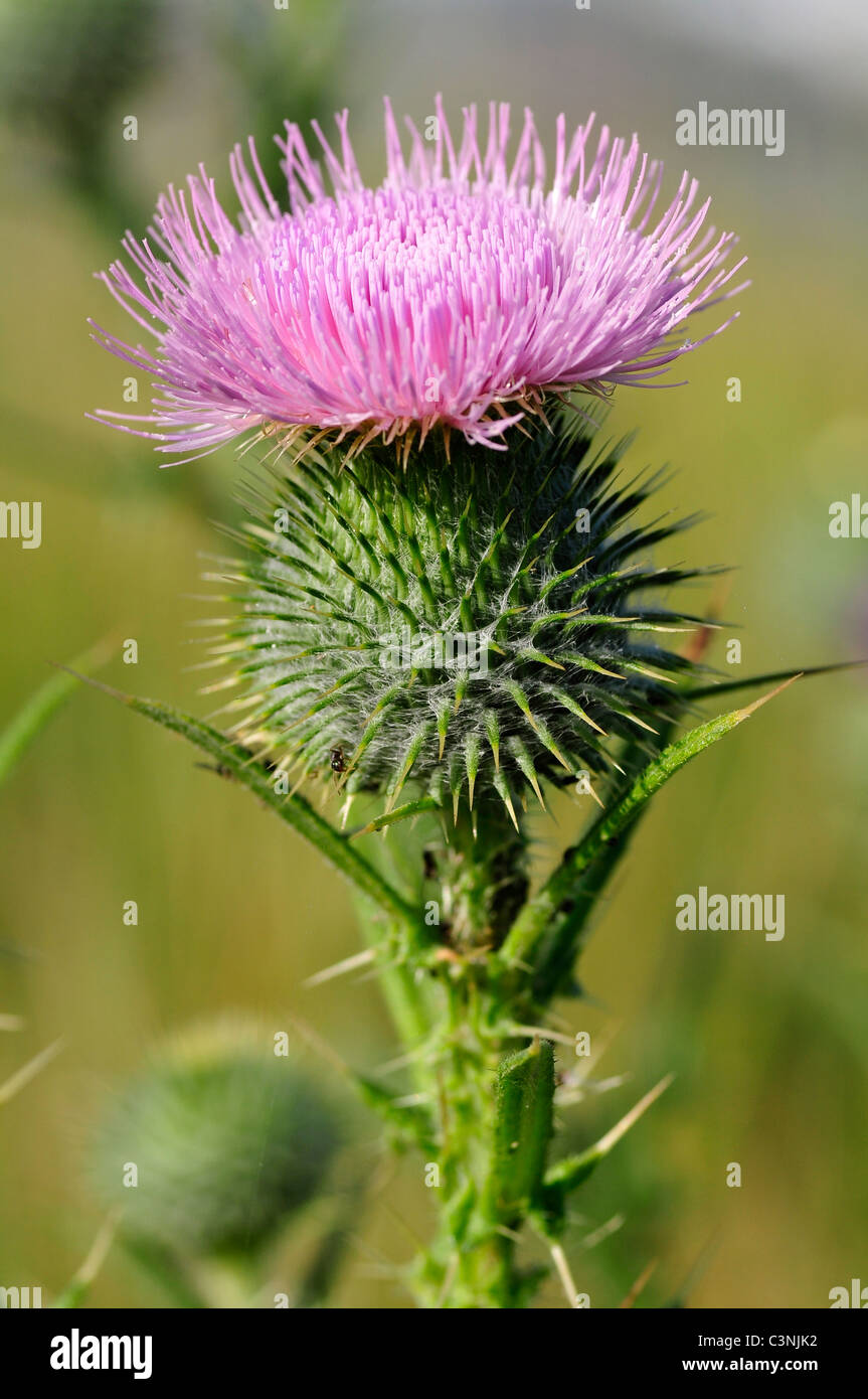 Lance la macro Cirsium vulgare), également appelé cirse,empanaché chardon chardon écossais,route,chardon Banque D'Images