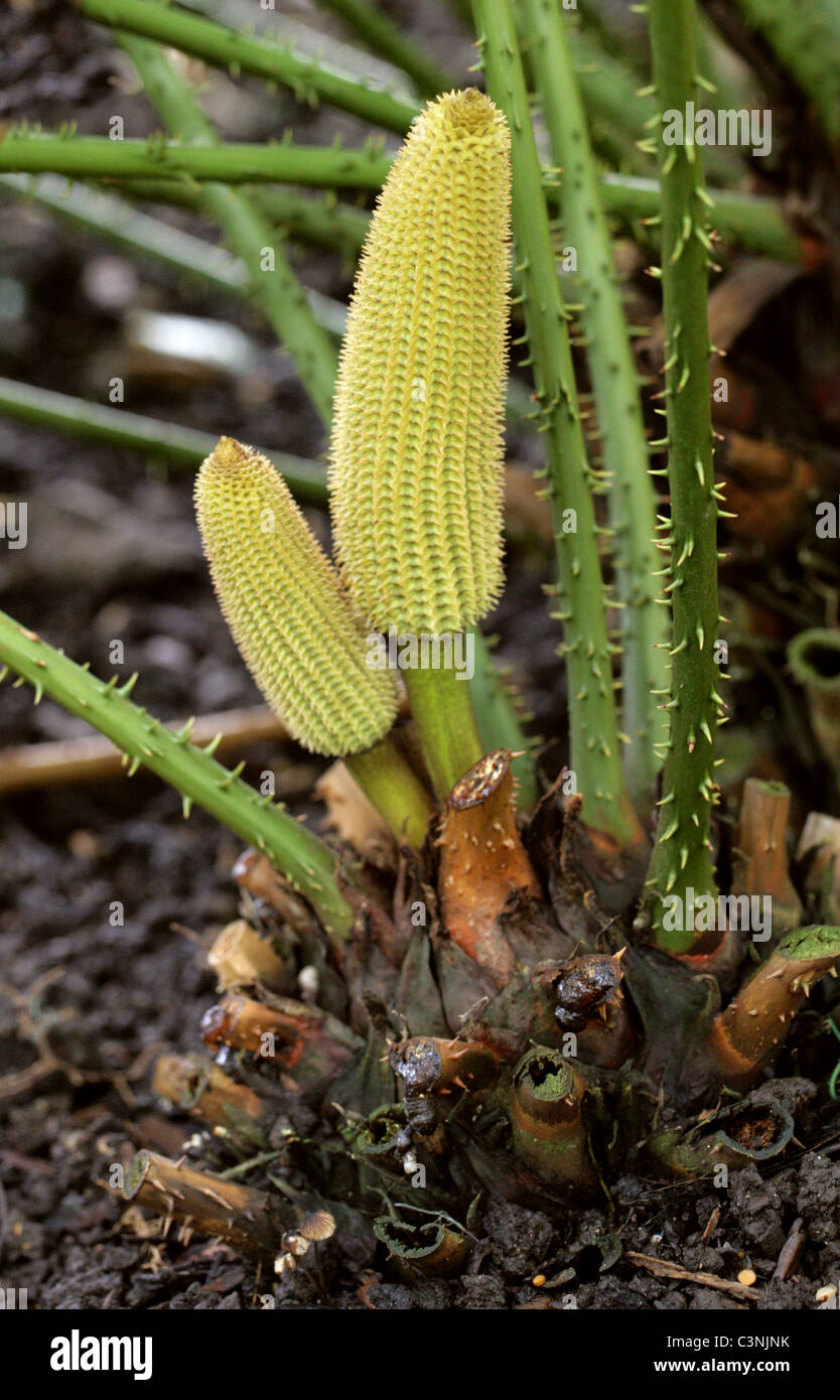 Horncone mexicain (mâle), Ceratozamia mexicana, Zamiaceae. Le Mexique. Banque D'Images