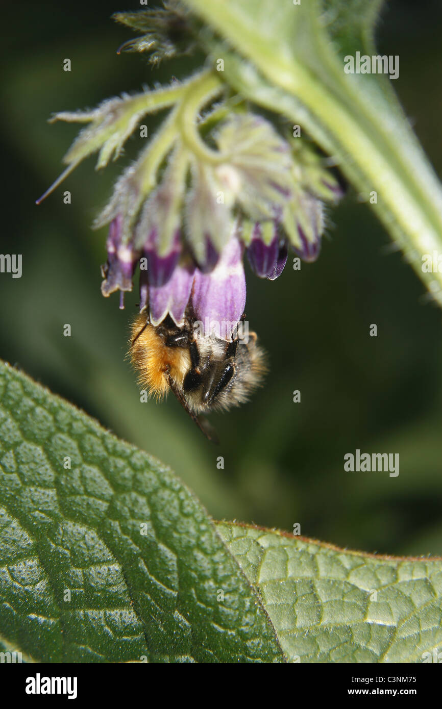 Buff-tailed bourdon obtenir le nectar des fleurs de consoude. Worksop, Notts, Angleterre Bombus terrestris, Symphytum officinalis Banque D'Images