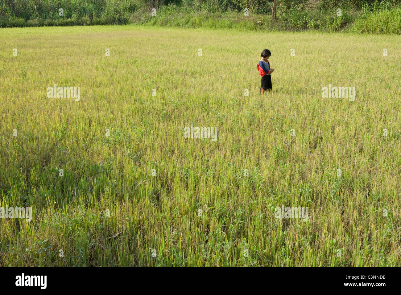 Une jeune fille thaïe dans un champ de riz nouvellement plantés dans le Nord Est de la Thaïlande Banque D'Images