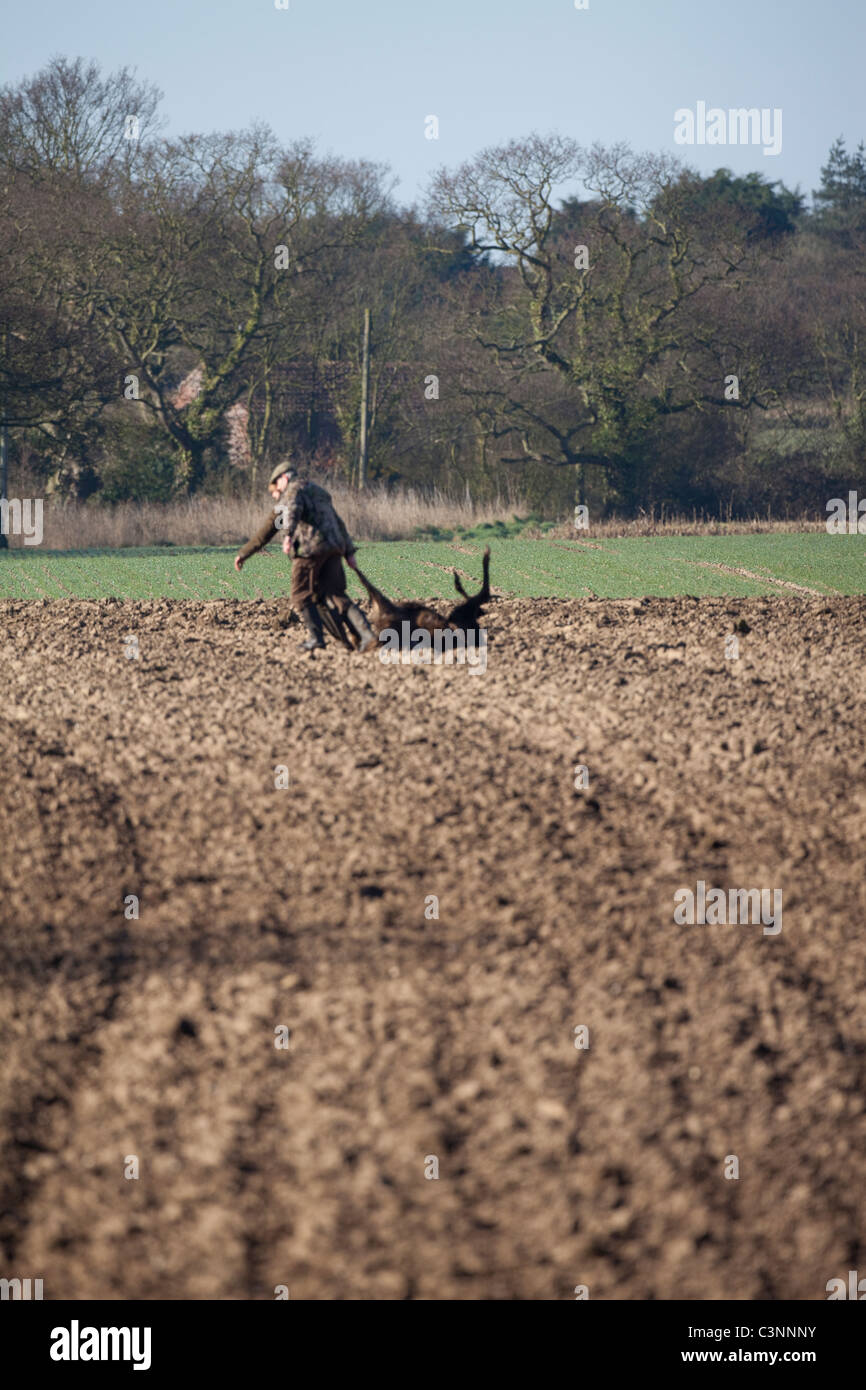 Red Deer (Cervus elaphus). L'abattage sur des terres agricoles, dans le Norfolk. Banque D'Images
