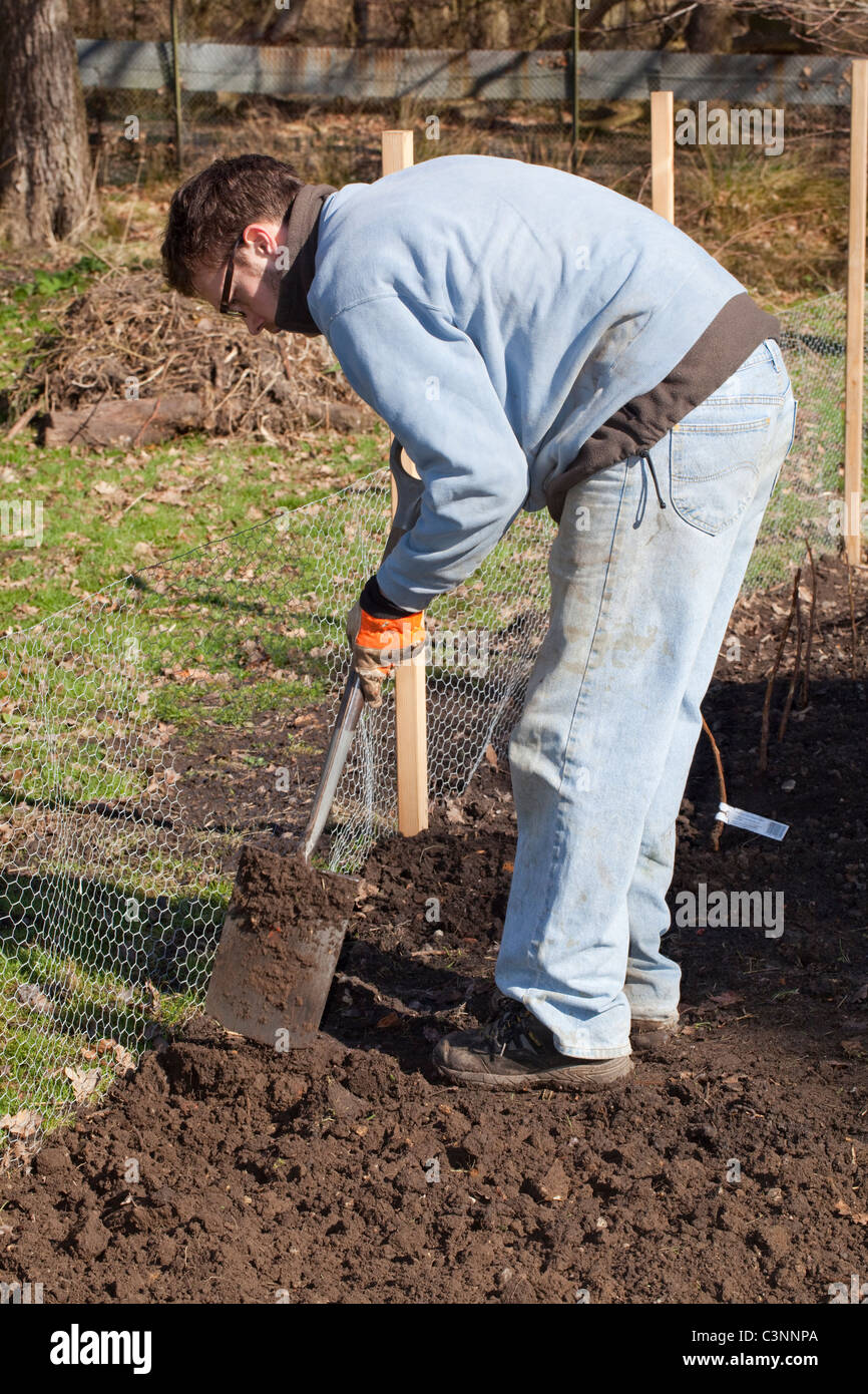 L'aide jardinier une bêche pour creuser. Préparation du terrain pour l'ensemencement, la plantation ou le repiquage des cultures de légumes. Mars. Banque D'Images