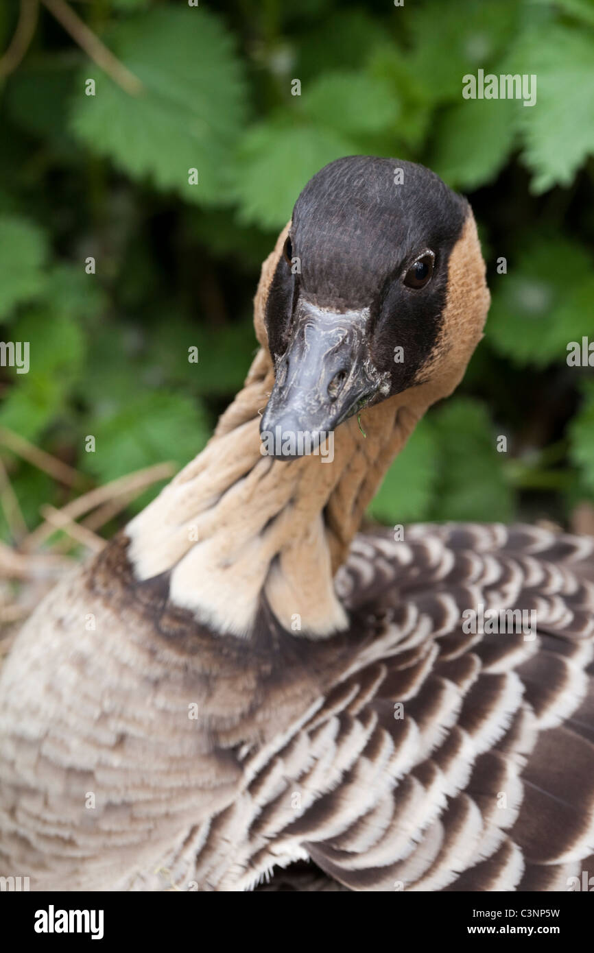 Hawaiian Goose (Branta sandvicensis). Femme, assis sur son nid de l'incubation. Banque D'Images