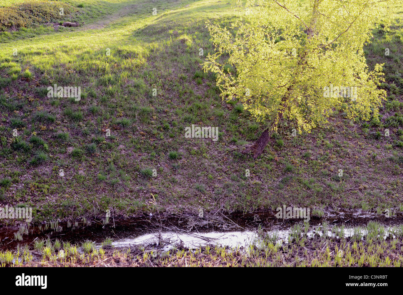 Regarder juste le bouleau de printemps sur la côte de l'eau. Banque D'Images