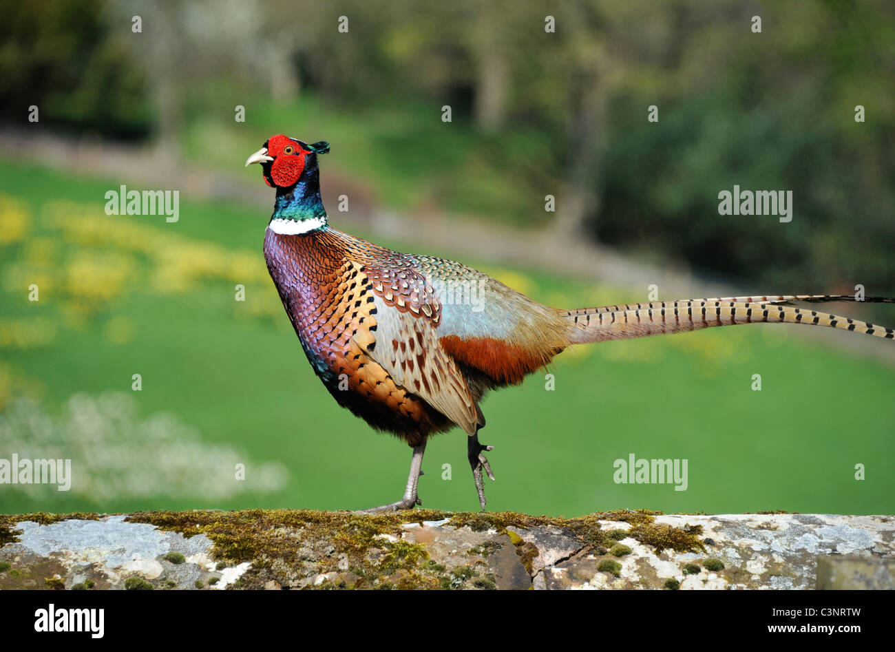 Le faisan commun (Phasianus colchicus), percher sur mur de pierre. Wetheral, Cumbria, Angleterre, Royaume-Uni, Europe. Banque D'Images