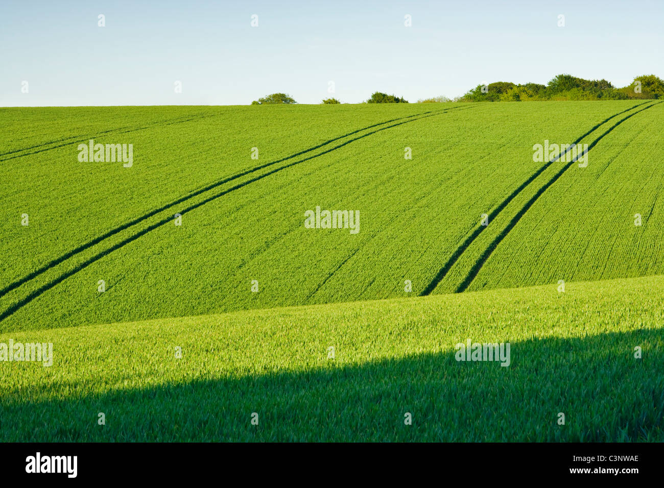 Les conduites du tracteur dans le champ au printemps. Surrey, UK Banque D'Images