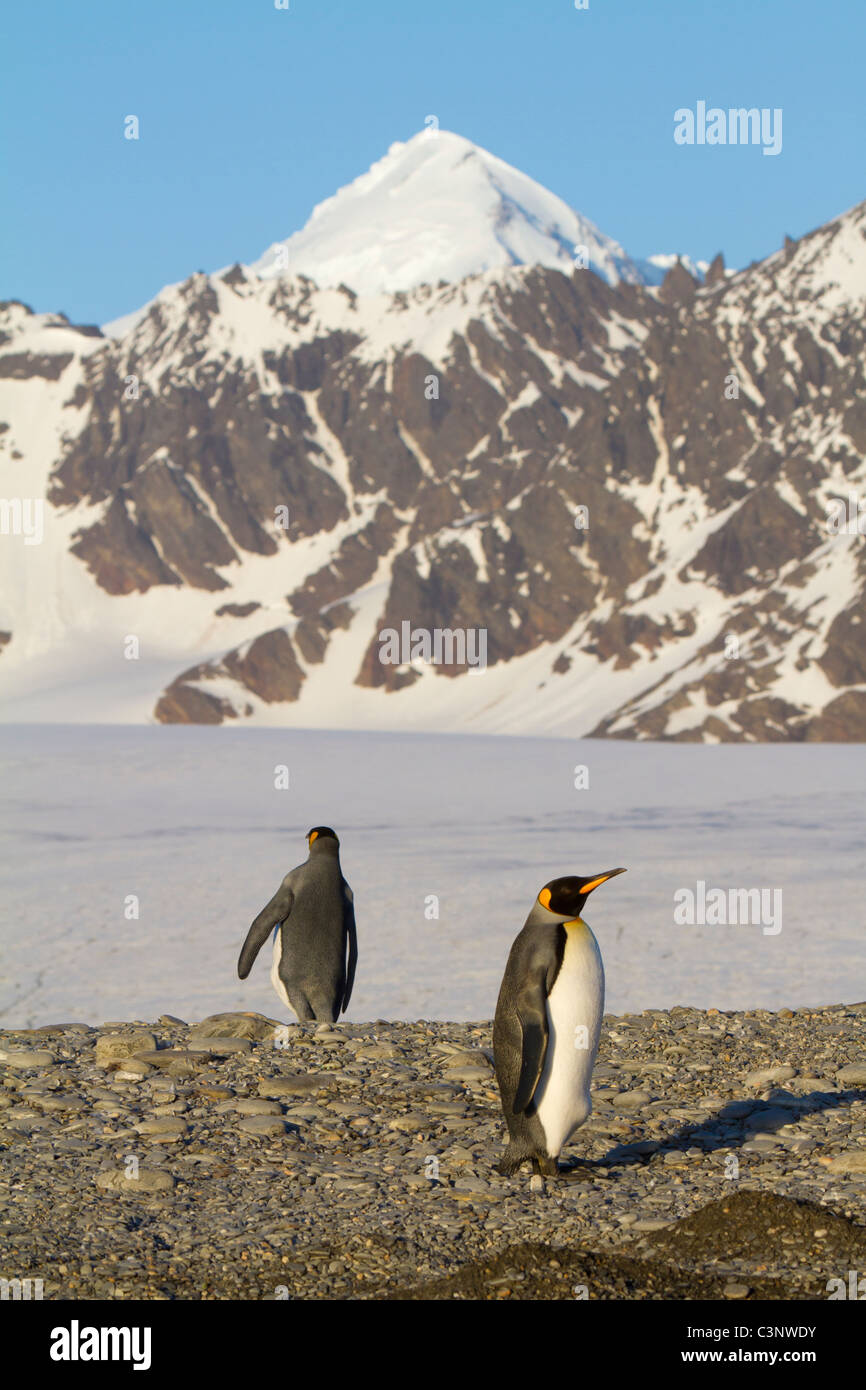 Deux pingouins dans l'avant de la cuire Glacier à St Andrews Bay, South Georgia Island Banque D'Images