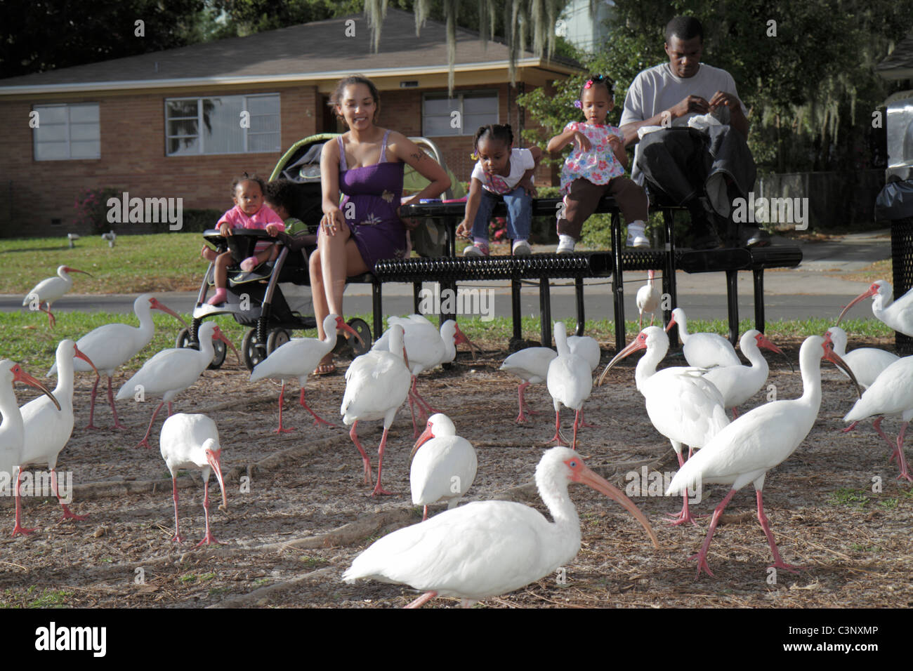 Lakeland Florida,Lake Morton,blanc ibis,oiseaux,Black Blacks Africains ethnie minoritaire,adulte adultes femme femme femme femme,homme hommes,gir Banque D'Images