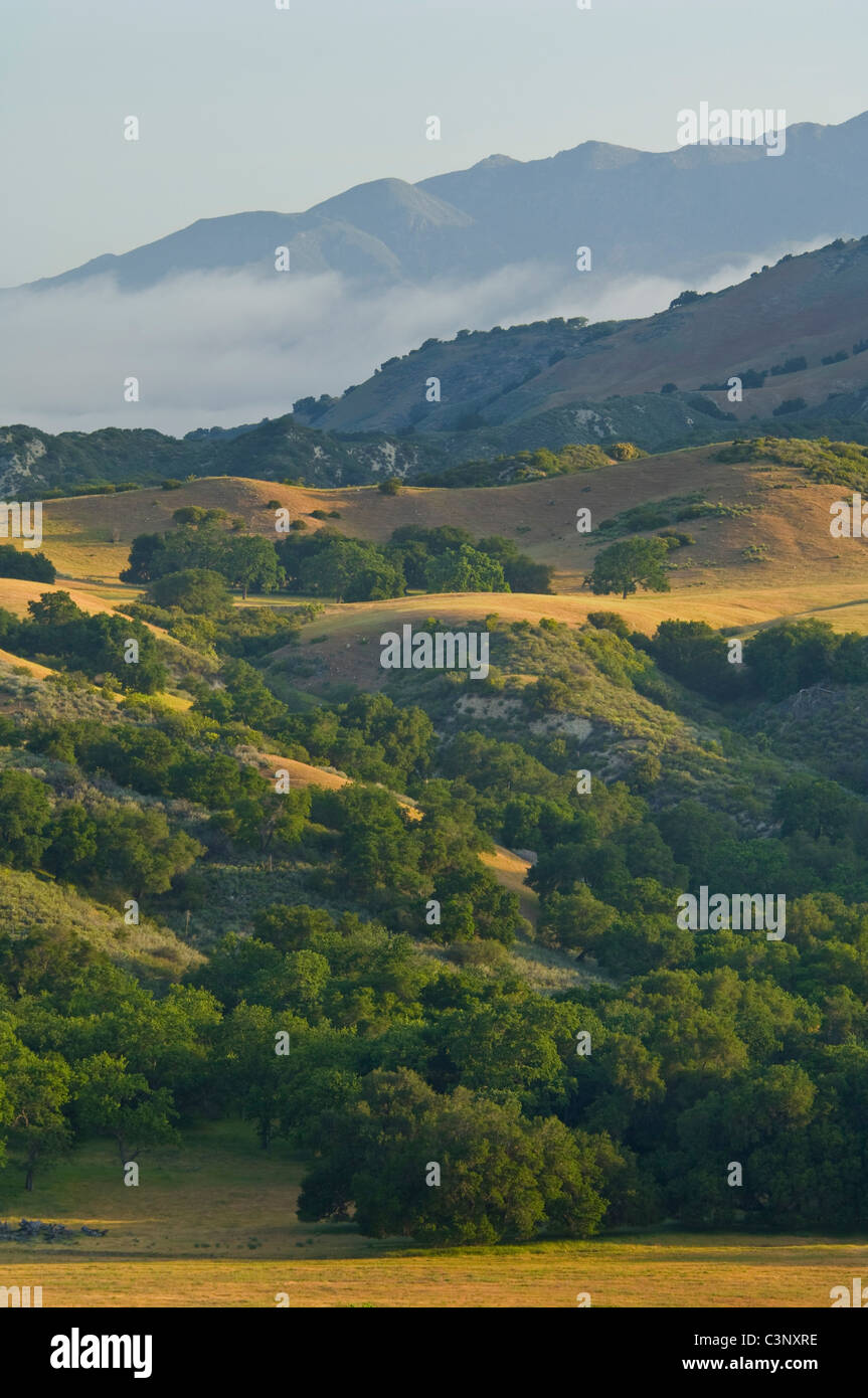 Chênes et des collines vertes au printemps dans des parcours à la base de la montagnes de Santa Ynez, en Californie Banque D'Images
