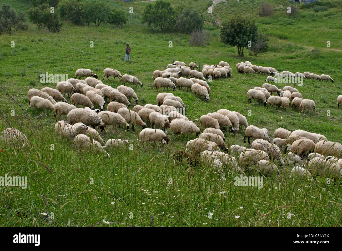 Les troupeaux de moutons avec leur berger errent dans les coteaux de la montagnes Troodos Banque D'Images