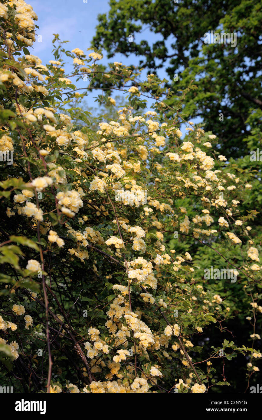 Rosa banksiae 'Lutea' AGM - Banksian jaune rose Banque D'Images