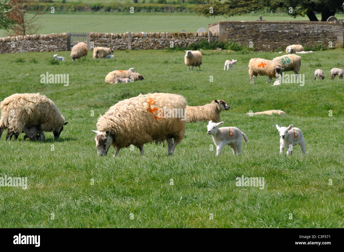 Les brebis avec agneaux dans un champ des collines de Cotswold Banque D'Images