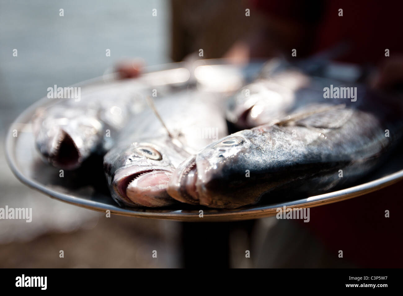 Les poissons fraîchement pêchés dans la région de Goa, Inde Banque D'Images