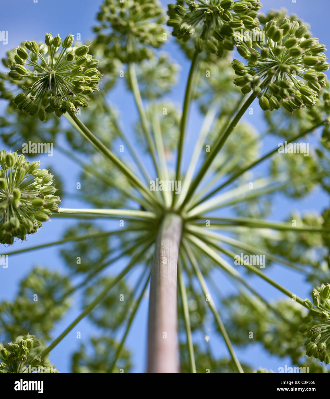 Angelica archangelica l'Angélique Banque D'Images