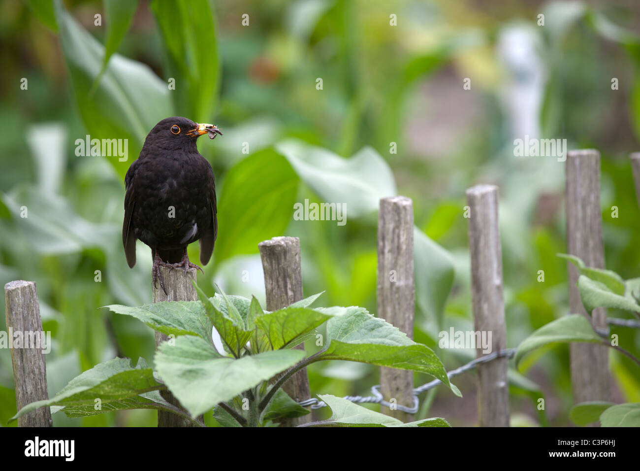 Blackbird mâle assis sur clôture avec des vers blancs dans beak Banque D'Images