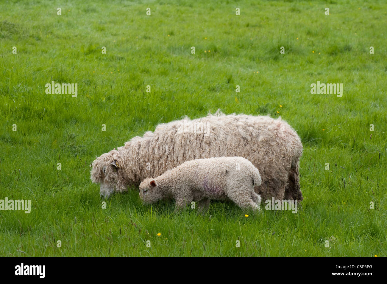 Cotswold ( Lion ) / brebis mouton et agneau - pâturage dans l'herbe haute. Cotswolds, Royaume-Uni Banque D'Images