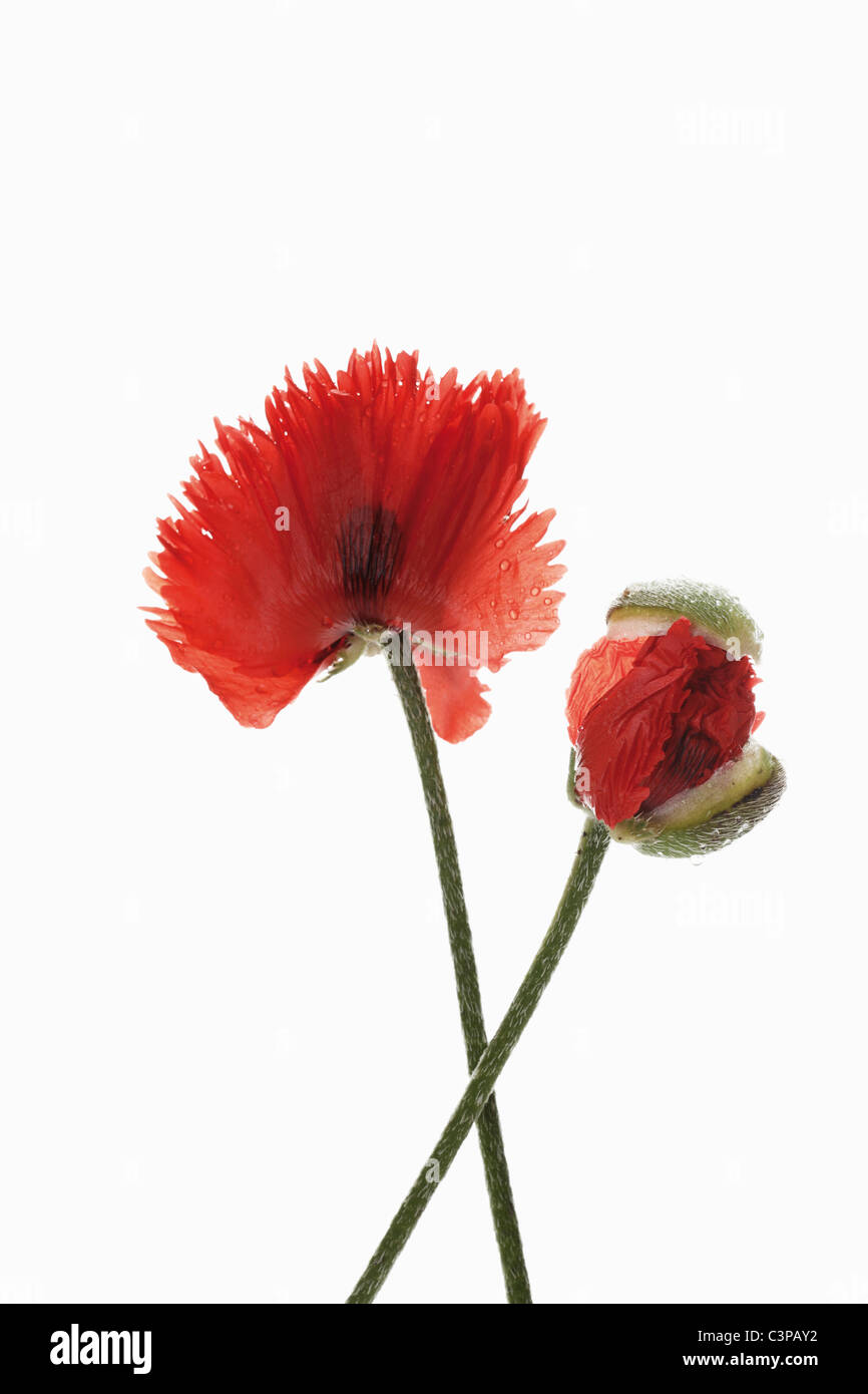 Close up of oriental poppy flower against white background Banque D'Images