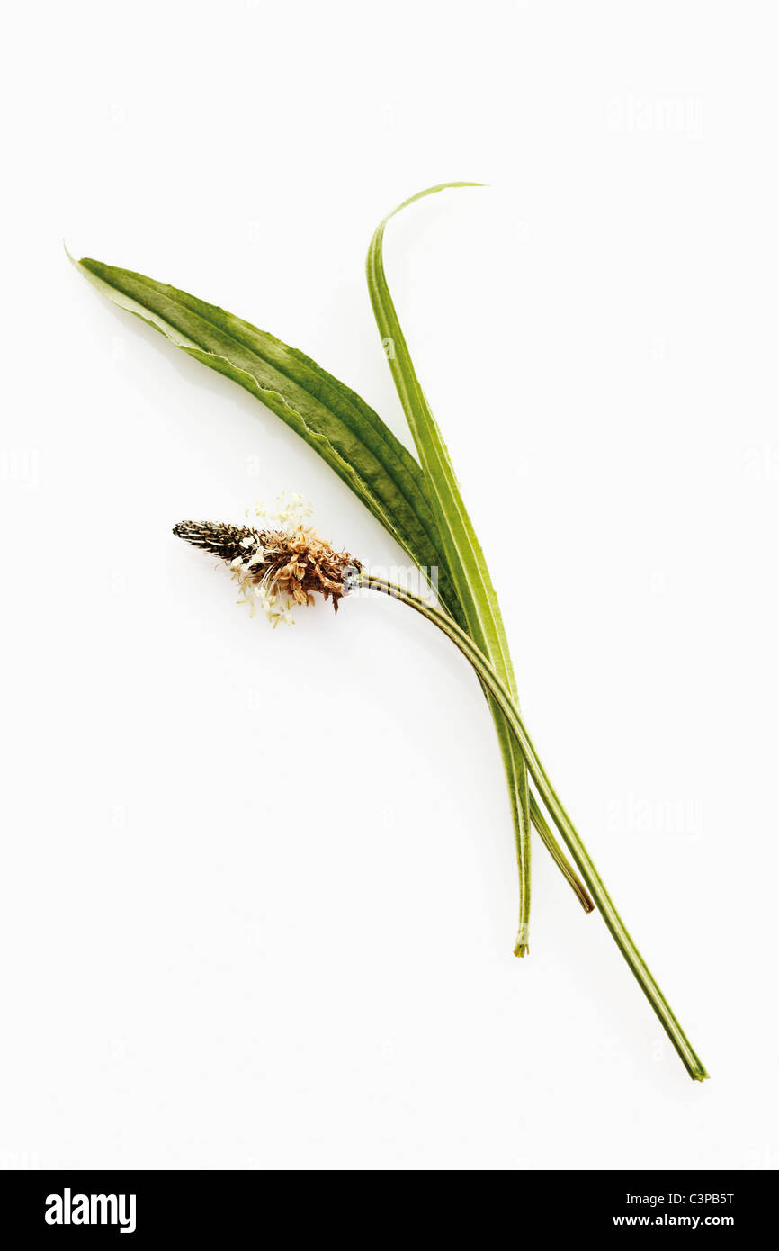 Plantain lancéole against white background Banque D'Images