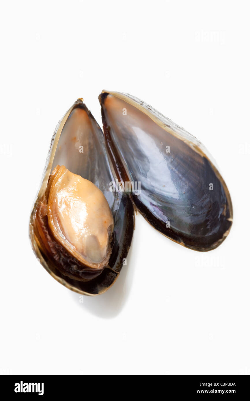 Moule ouvert, close-up Banque D'Images