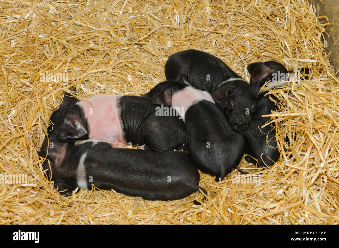 British Saddleback porcelets dormir sur la paille. Banque D'Images