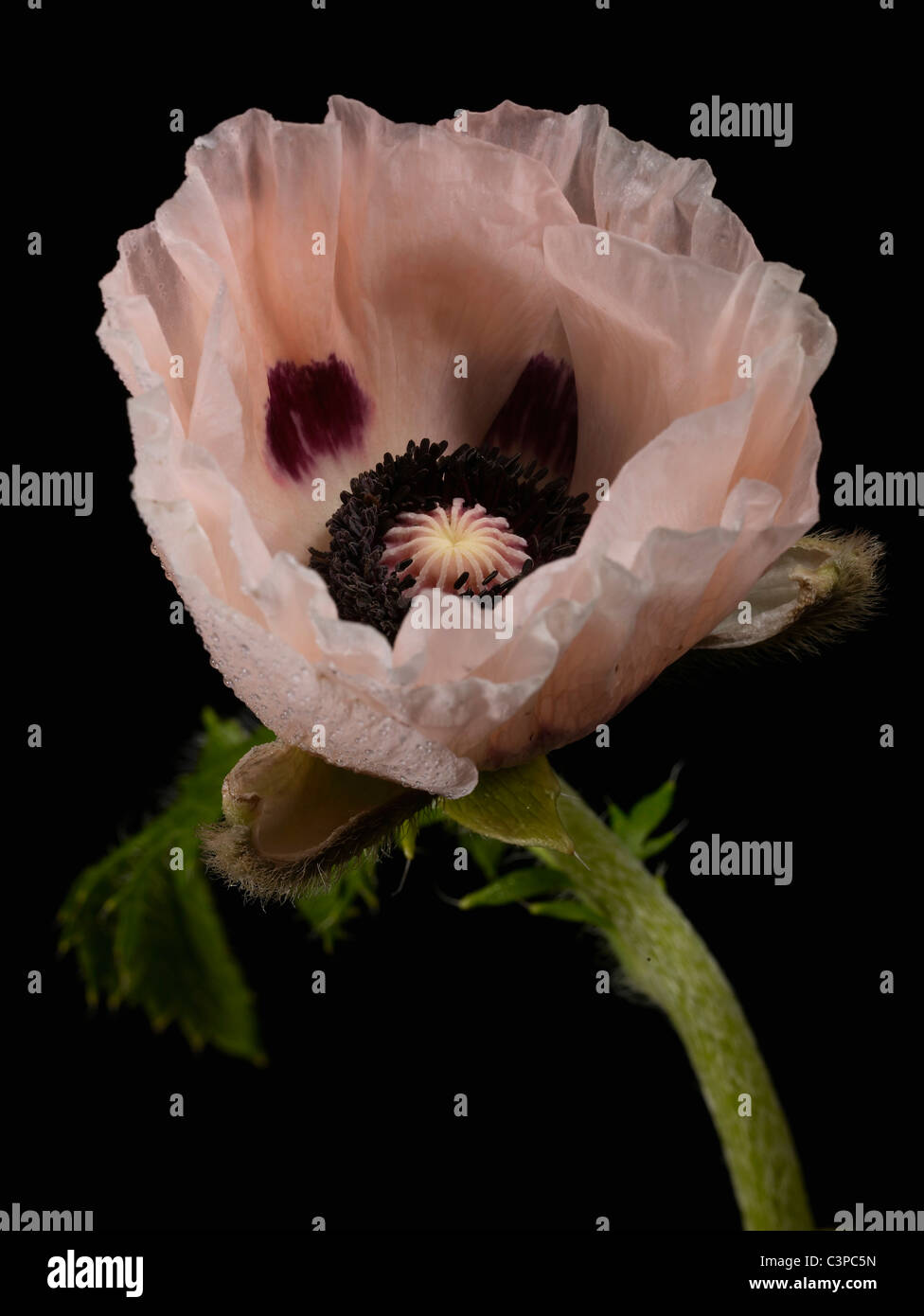 Close up of Papaver somniferum sur fond noir Banque D'Images