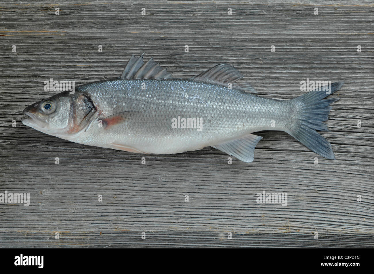 Allemagne, Bavière, Ammersee, loup de mer poisson sur la surface en bois Banque D'Images