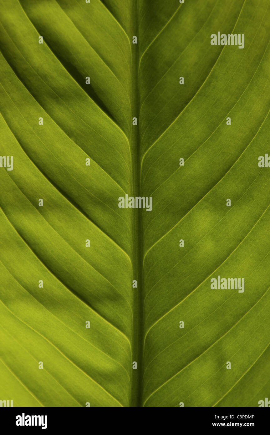 Détail de feuille fleur Flamingo (Anthurium), full frame, close-up Banque D'Images