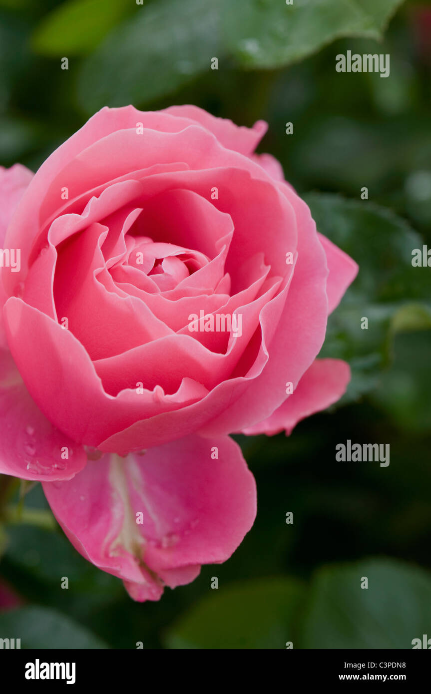 Allemagne, Northsea, Amrum, Close up of rose Banque D'Images