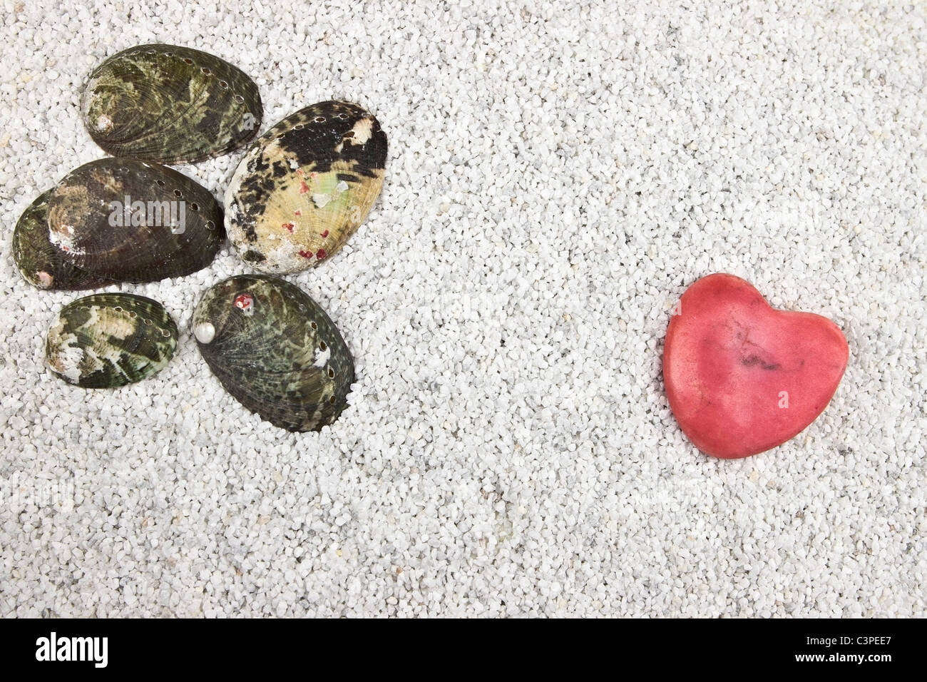 Plusieurs obus en noir et gris avec un coeur de sable blanc Banque D'Images