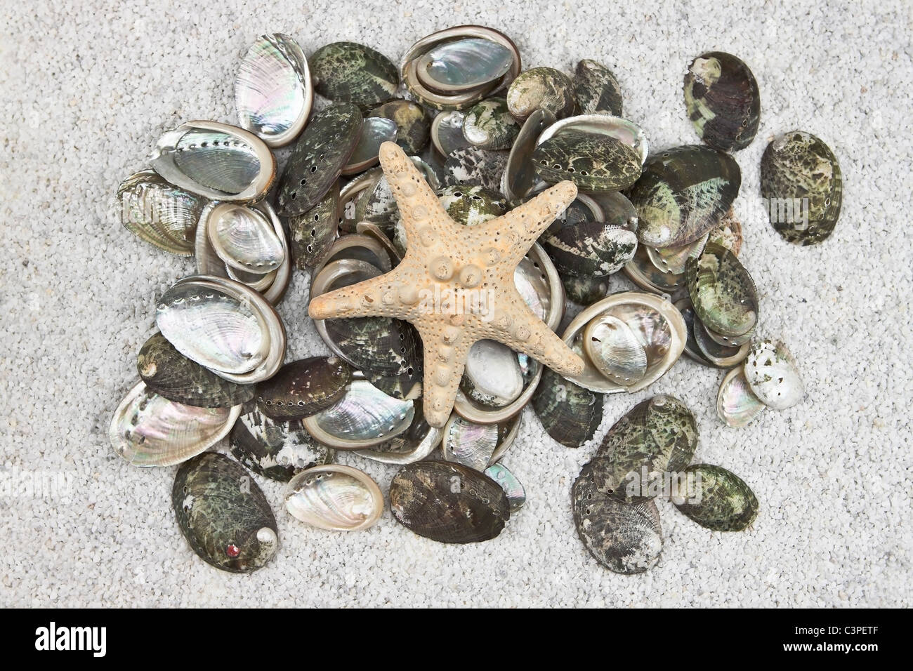 Plusieurs coquillages sur le sable blanc avec une étoile de mer Banque D'Images