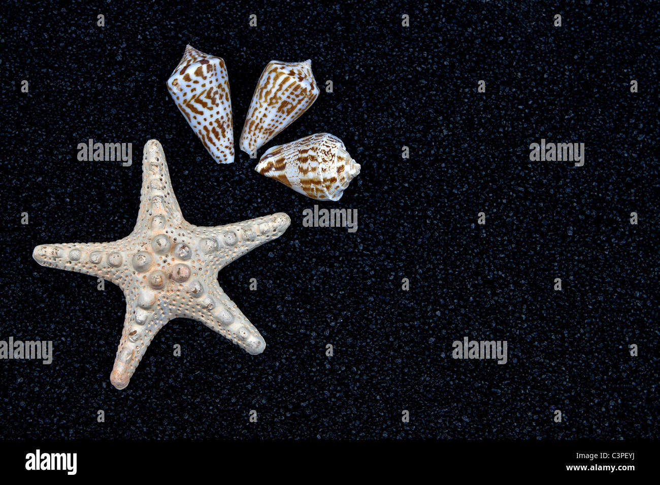 Une étoile blanche et les coquillages sur le sable noir Banque D'Images
