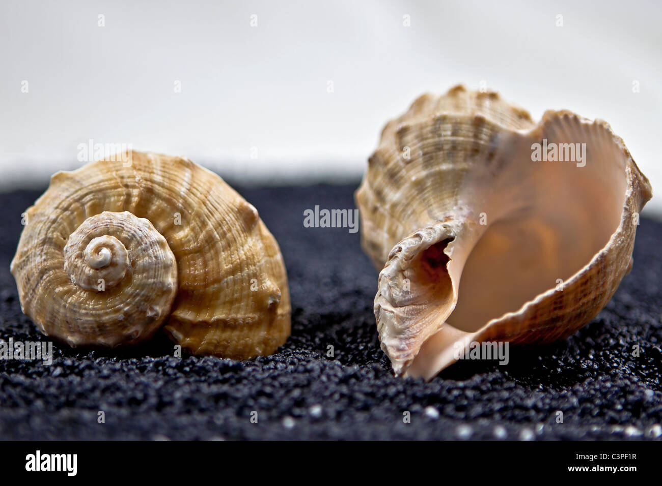 Deux coquillages sur le sable noir Banque D'Images